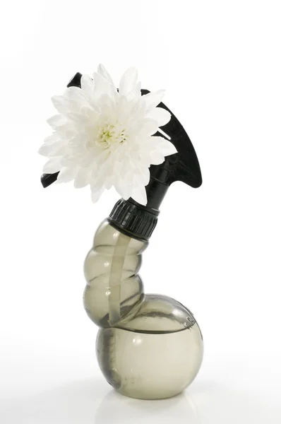 White chrysanthemum flower on a spray over white background. Stock Photo