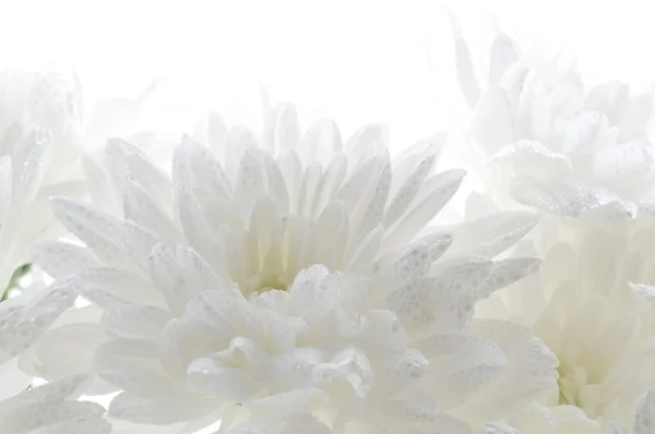 Fehér friss gyönyörű krizantém absztrakt háttér — Stock Fotó