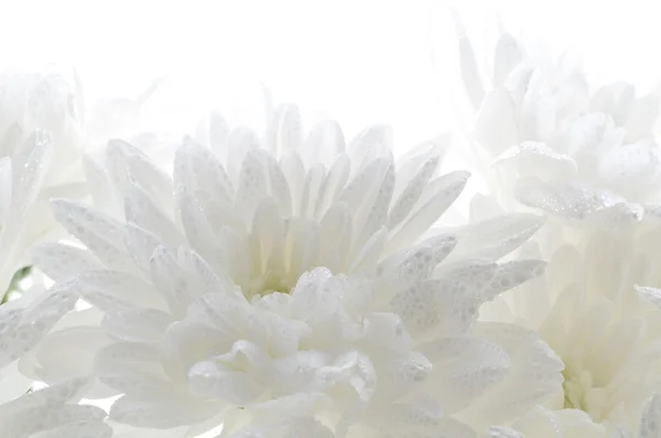 White fresh beautiful chrysanthemums abstract background — Stock Photo, Image