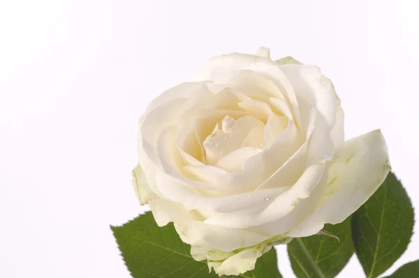 Rosa blanca flor sobre blanco —  Fotos de Stock