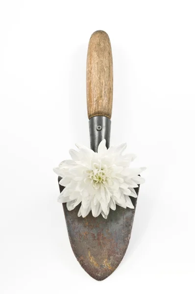 Conceptual  gardening still life with spade and white flower — Stock Photo, Image