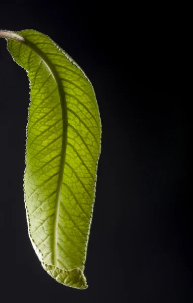 Grönt blad — Stockfoto