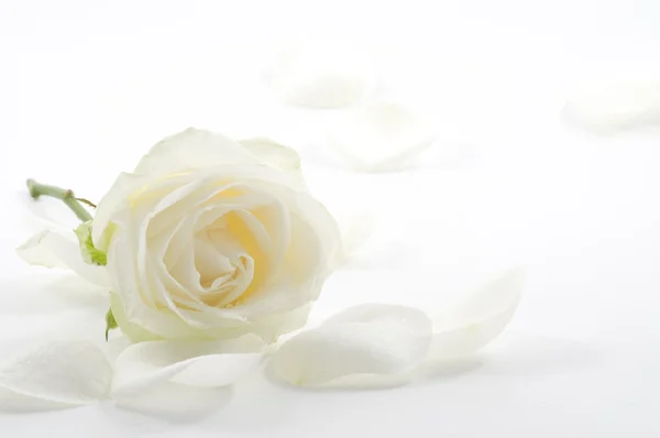 White rose with petals close-up — Stock Photo, Image