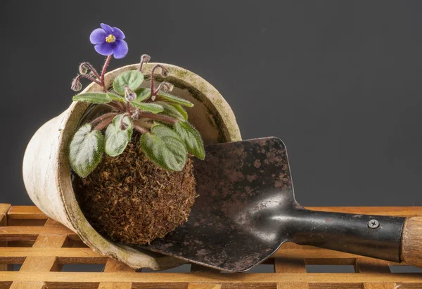 Still life with blooming violet and garden shovel — Stock Photo, Image