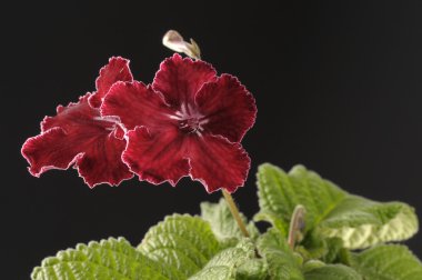 Kırmızı streptocarpus çiçek