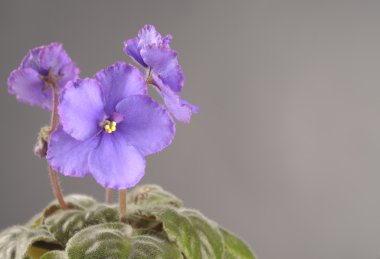 Bir tencerede hafif mor Menekşe