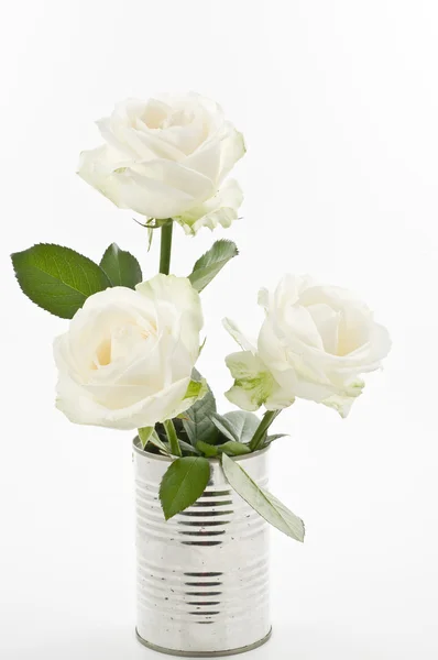 Three white roses in a can over white — Stock Photo, Image