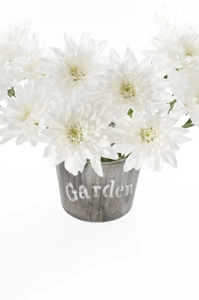 Bouquet of fresh white chrysanthemum in a wooden pot — Stock Photo, Image