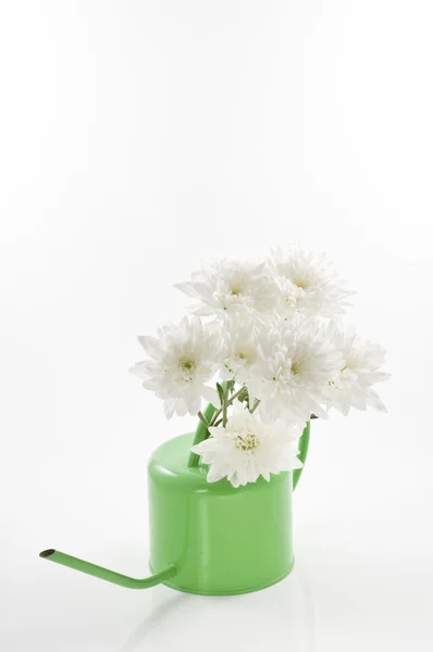 White fresh flowers in a watering-can. — Stock Photo, Image