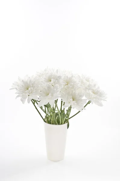 Bunch of fresh white chrysanthemums in disposable cup. — Stock Photo, Image