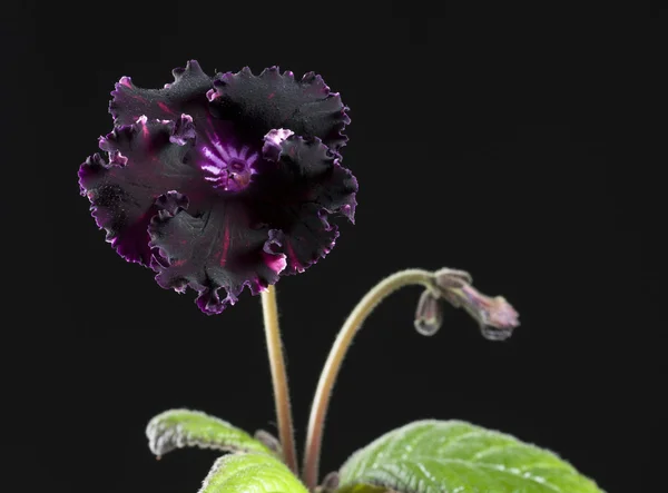 Zwarte streptocarpus bloem — Stockfoto