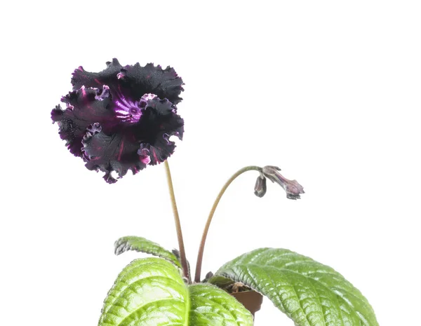 Zwarte streptocarpus bloem — Stockfoto