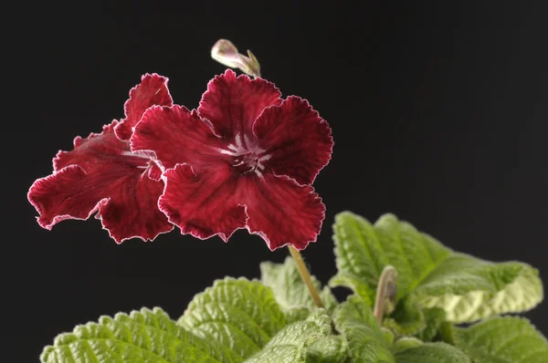 Rote Streptocarpus-Blüte — Stockfoto