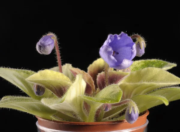 Light blue violet in a pot — Stock Photo, Image