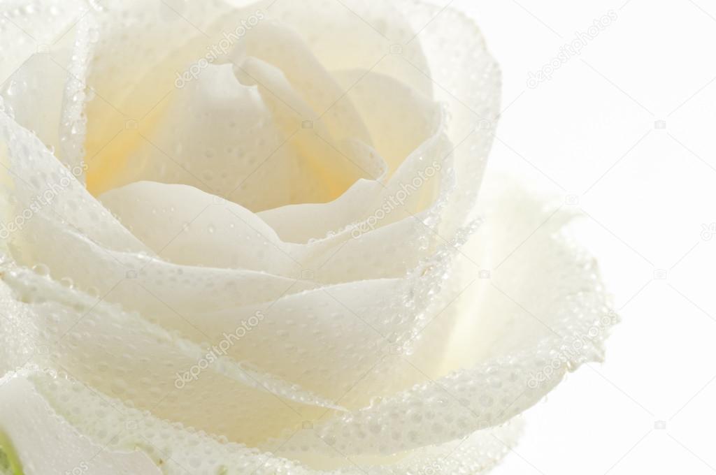 White rose flower close-up over white