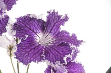 Streptocarpus çiçek beyaz arka plan üzerinde