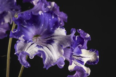 Streptocarpus çiçek gri arka plan üzerinde
