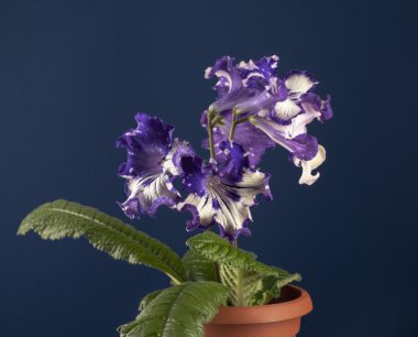 Streptocarpus çiçek mavi arka plan üzerinde
