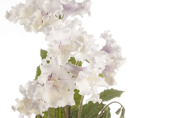 Flor de streptocarpus sobre fundo branco — Fotografia de Stock