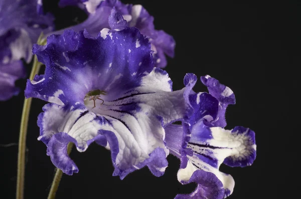 グレーの背景の様々 なウシノシタ花 — ストック写真