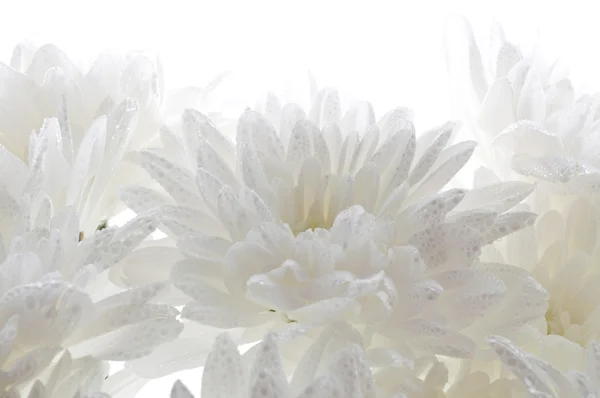 Biały świeży piękne chryzantemy streszczenie tło — Zdjęcie stockowe