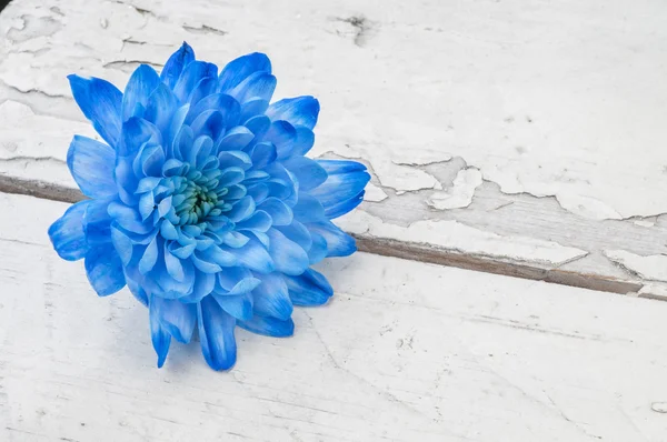 Blue chrysanthemum over white wooden background — Stock Photo, Image