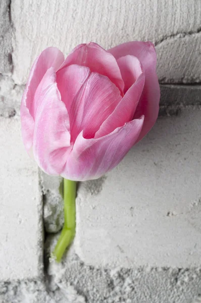 Tulipán rosa sobre pared de ladrillo gris —  Fotos de Stock