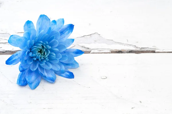 Blue chrysanthemum over white wooden background