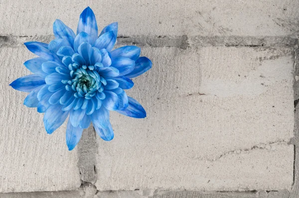 Kék krizantém szürke tégla falon — Stock Fotó