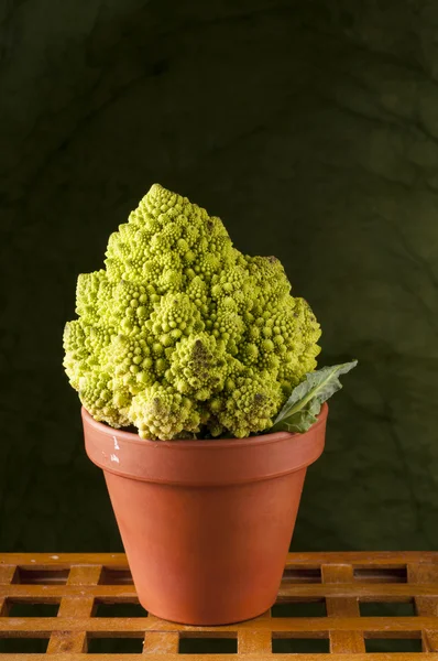 Romanesco cauliflower in clay pot — Stock Photo, Image
