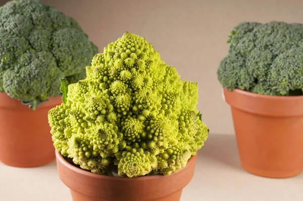 Broccoli and romanesco cauliflower in clay pot — Stock Photo, Image