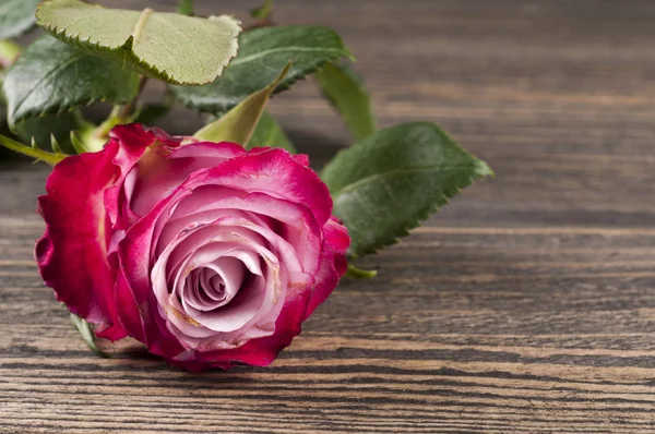 Pink and white rose on a wooden background. — Stock Photo, Image