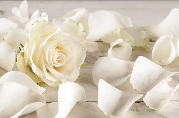 Rose and petals over wooden background. — Stock Photo, Image