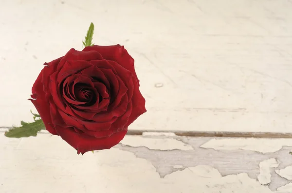 Único vermelho rosa sobre fundo de madeira branco . — Fotografia de Stock