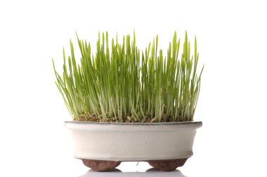 Bonsai tencerede taze yulaf lahanası.
