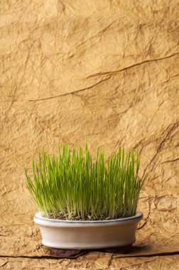 Bonsai tencerede taze yulaf lahanası.
