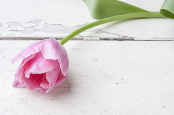 Pink tulip over wooden table — Stock Photo, Image