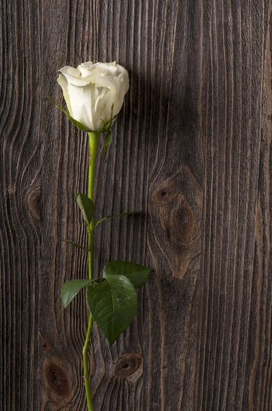 Rosa branca flor em um fundo de madeira . — Fotografia de Stock