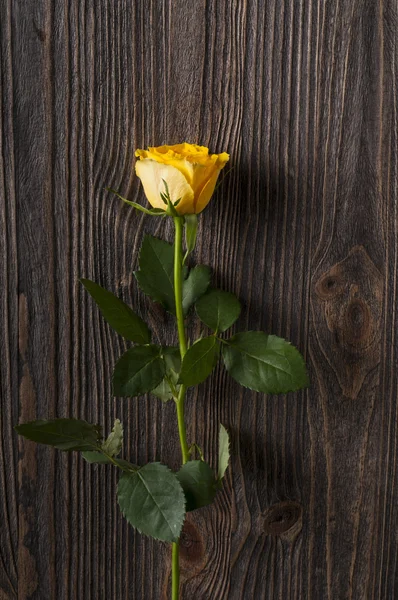 Rosa amarilla sobre fondo de madera . — Foto de Stock