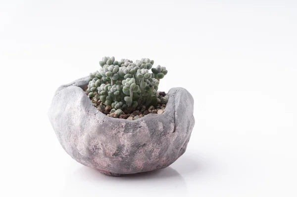 Суккулентное растение в самодельном глиняном горшке . — стоковое фото
