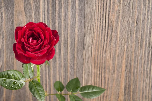 Vermelho rosa flores em um fundo de madeira — Fotografia de Stock