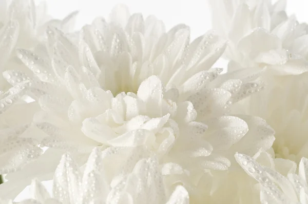 White fresh beautiful chrysanthemums abstract background — Stock Photo, Image