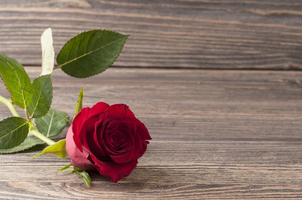 Червона квітка троянди на дерев'яному фоні . — стокове фото