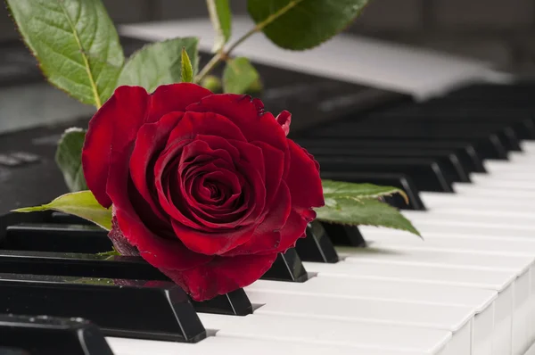 Flor rosa sobre teclado de piano . — Fotografia de Stock