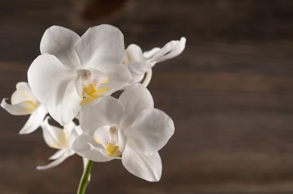 Orkidé blomma över trä bakgrund. — Stockfoto