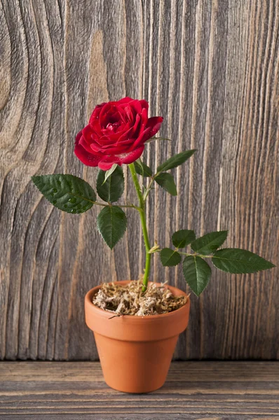 Červené růže květiny na dřevěném pozadí — Stock fotografie