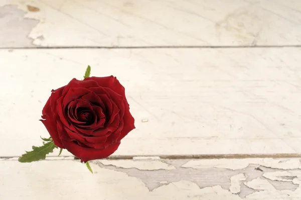 Één rode roos over witte houten achtergrond. Stockafbeelding