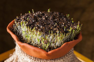 Tohumlardan büyüyen yeşil lahanası.