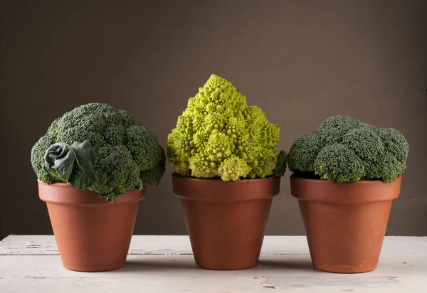 Coliflor de brócoli y romanesco en maceta de barro —  Fotos de Stock