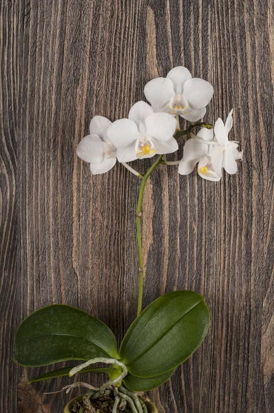 Orkidé i lergryta över trä bakgrund. — Stockfoto